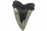 Huge, Fossil Megalodon Tooth - Sharp Serrations #223473-1
